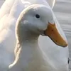 kowaskidvjbrian