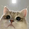 its.meowss
