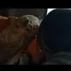 anayaraaa_