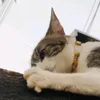 killercat42