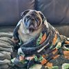 pug_snuggler