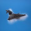 MLC Aviation