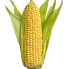 el_elote77
