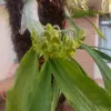 lirio115