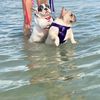 vera_belladog