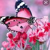 pinklily14