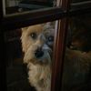 dogorious