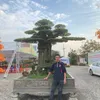lan_rung_phan_duong