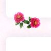 kinan_54321
