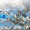 happysi011