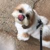 mochi_4_lifeeee