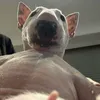 spicypaprica23