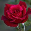 saher.eman