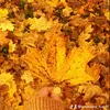soukaina_konst