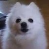 officialgabethedog