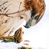 .red.tailed.hawk