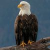 amante_de_las_aguilas_