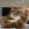 hosspennybeans
