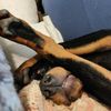 irishdobe