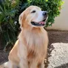 ozzygoldentrip1