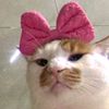 macaronii_ii