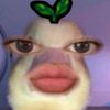 fynarwr