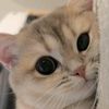 anggydev__