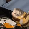 cutienumakii