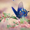 lyana_art