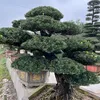 luanjapan_88