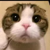 twixdasigma__