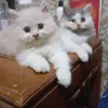 catcats129