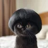 eva_adamcat