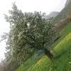 avennheli832