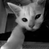_meo.meo_3