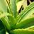 aloe148
