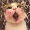 scottmitcheii