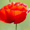 pasqualina.5841