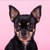 chihuahuas.van.angela