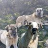 kangal58koyun