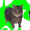 thegreenantelope