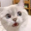 esterjjj