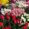 iremsu_865