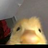 mosie.s777