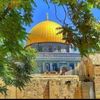shahd5242