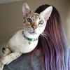 the_princesscat