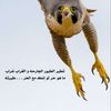 الفارس