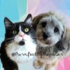 purrfectlypupular