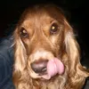 lassie_4.0