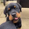 davetherottie